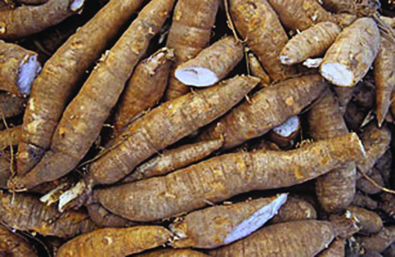 efforts-on-stream-to-increase-cassava-yield-guyana-times