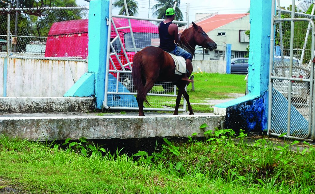 The friend of the horse’s owner taking the animal to the Police Station [Carl Croker photos) 