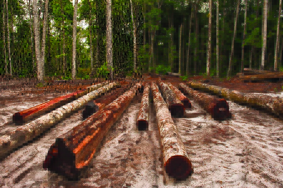 FPA says VAT on local lumber discouraging consumers from purchasing