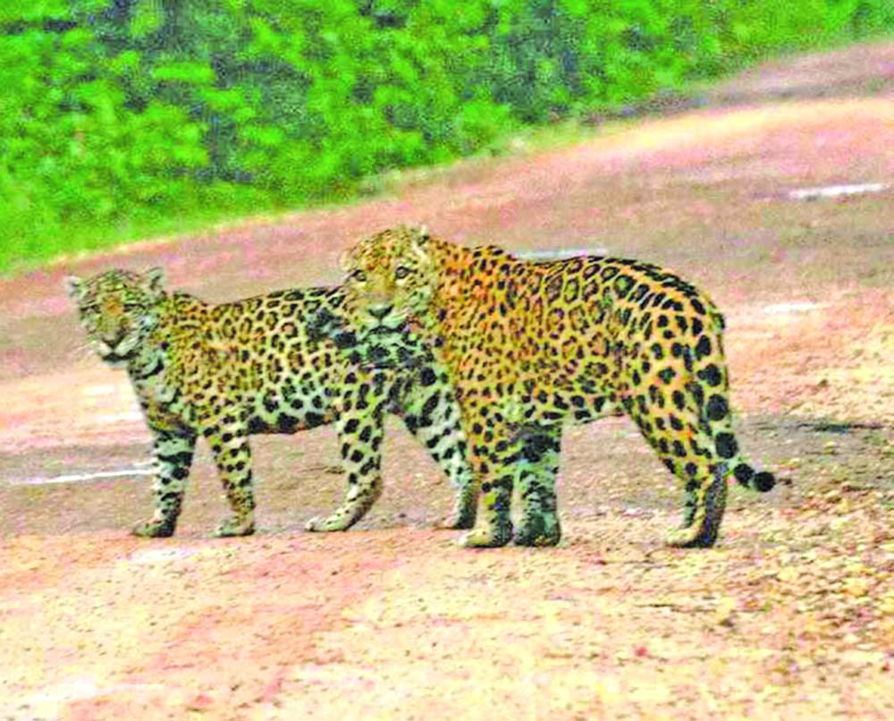 Restricting hunting highlighted at wildlife consultations | Guyana Times