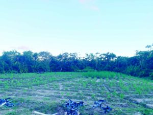 Over $2M worth of ganja destroyed along Berbice River