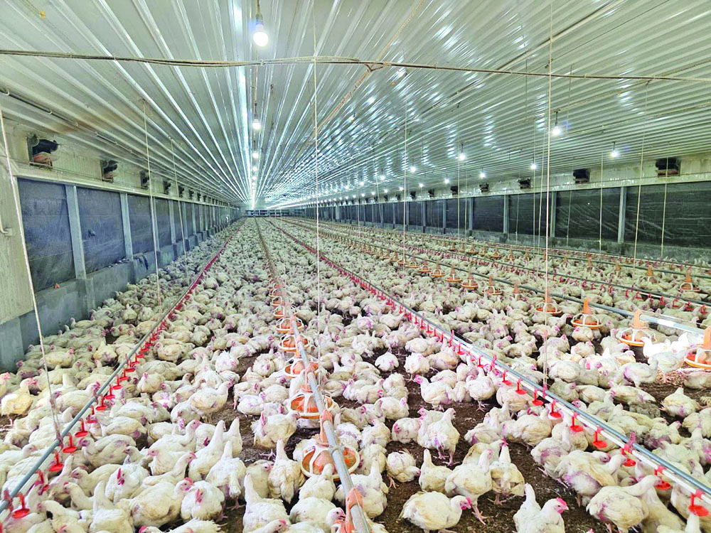 Private poultry investor to triple capacity with new plant – Head of State