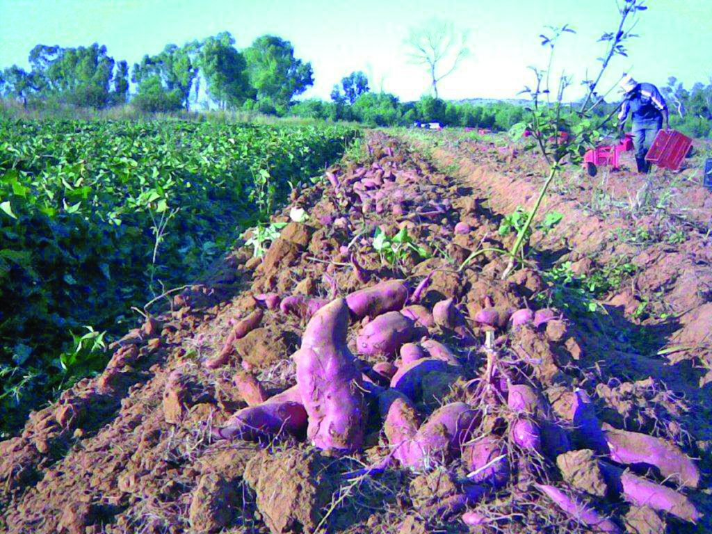 Us University Teams Up With Narei Ug To Bolster Sweet Potato