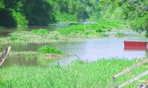 A section of the River clogged with grass 