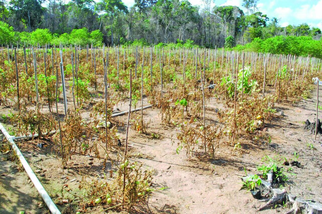 The damaged tomato crop