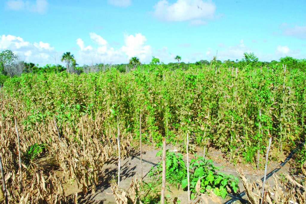 A damaged section of the farm