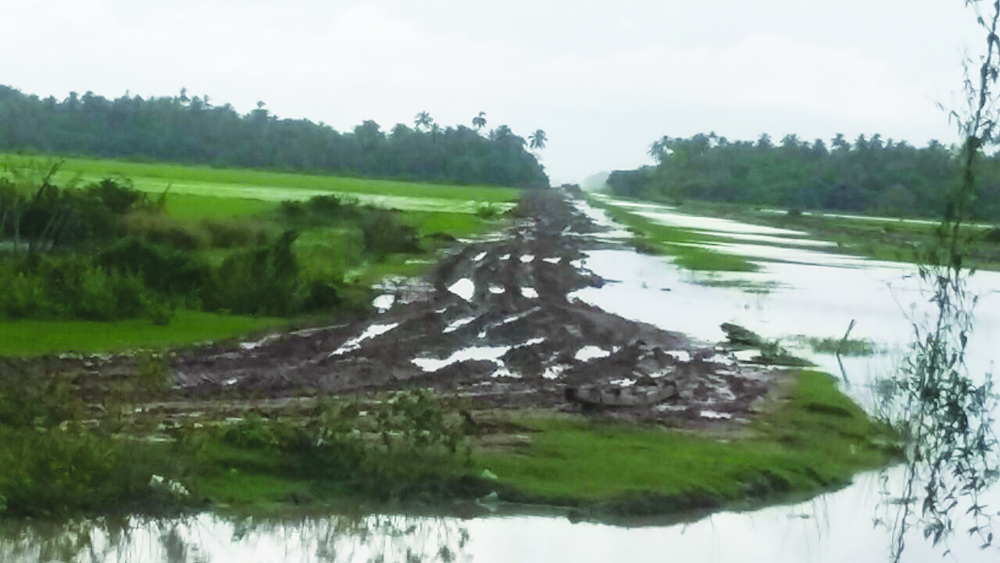 Rice lands threatened by high water levels in Region Five 