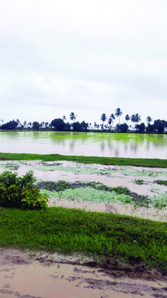 Some of the flooded rice lands 