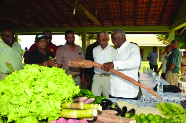 President David Granger and Barbados Prime Minister Freundel Stuart admiring this organically grown bitter cassava as Farm Manager  Persaram Ramdat looks on during a visit back in July 