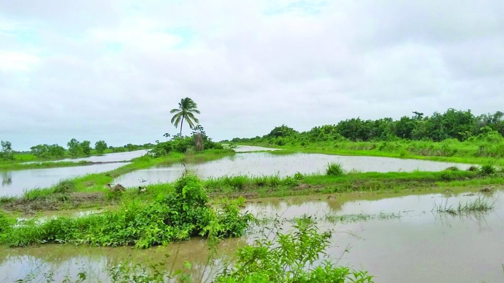 Inundated rice lands in Esau and Jacobs, Mahaicony 
