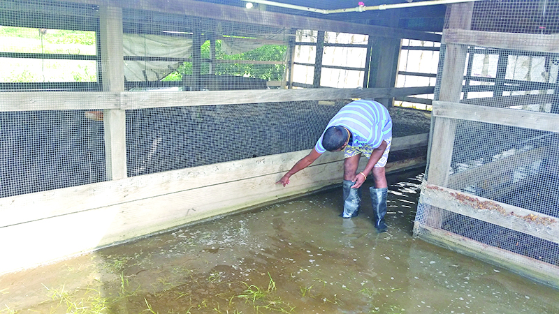 Kishan Lall pointing to where the water was four days ago  