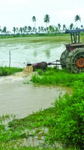 Water being pumped out of rice lands