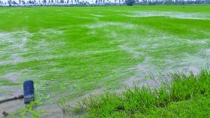 Fallen rice plants due to heavy rainfall 