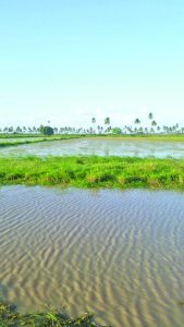 Inundated rice fields  
