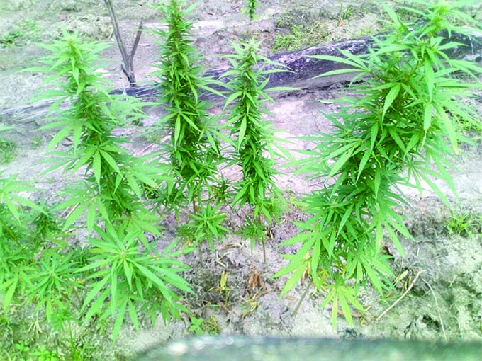 Wanted man leads Police to ganja field - Guyana Times