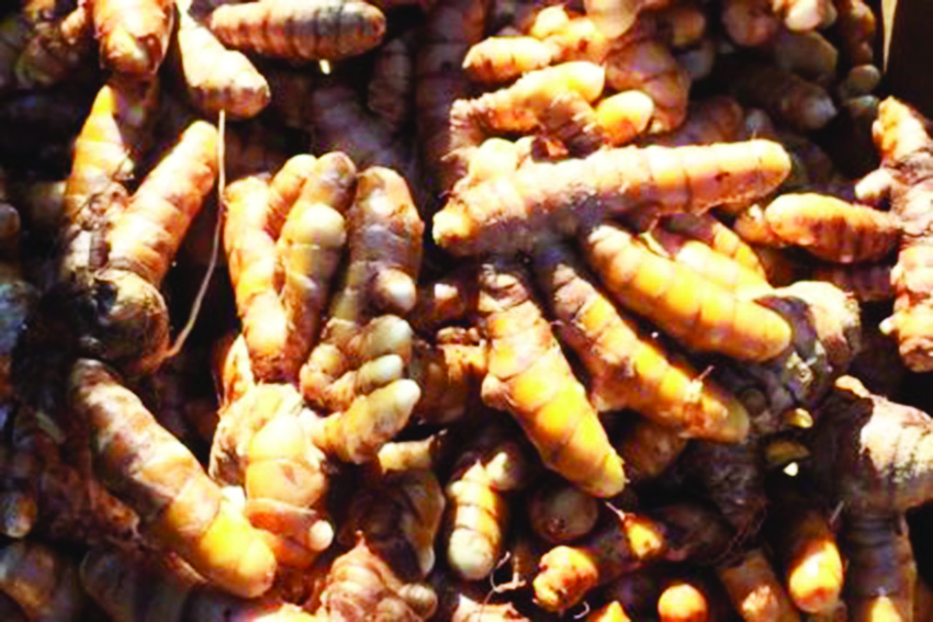 Tumeric harvested in Guyana