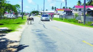 Motorists and road users are forced to dodge stray animals roaming the roadways in Region Two 