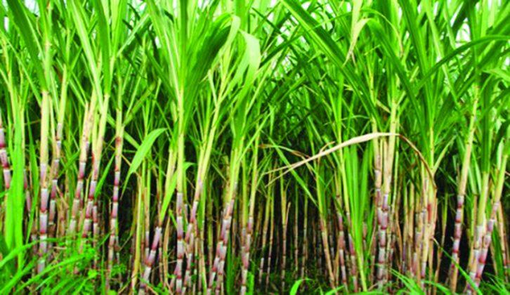 Caribbean leaders to decide on new sugar market realities - Guyana Times