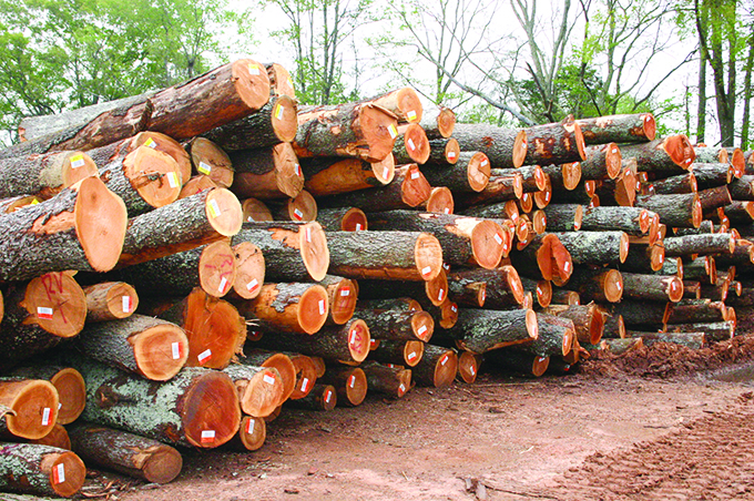 Govt to examine opportunities for value-added lumber in Region 10