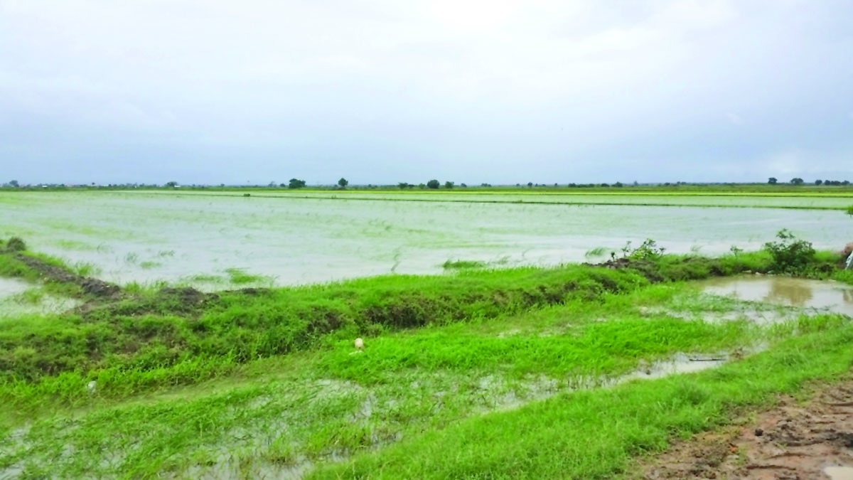 Over 460 acres of rice affected by floodwaters - Guyana Times