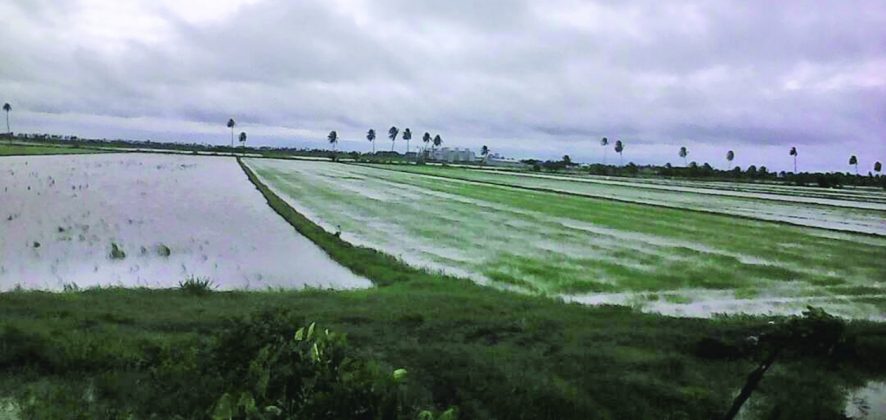 Several rice fields flooded in Region 2 - Guyana Times