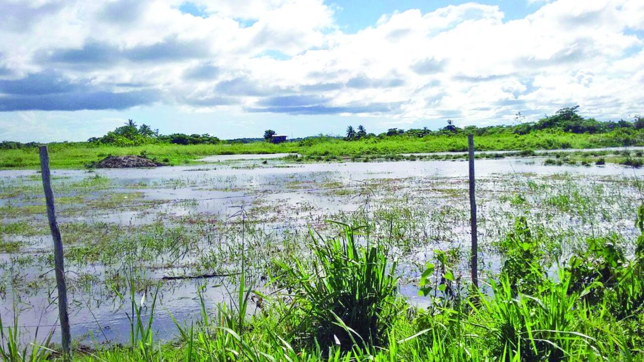 Abary Creek farmers suffer as flooding persists - Guyana Times