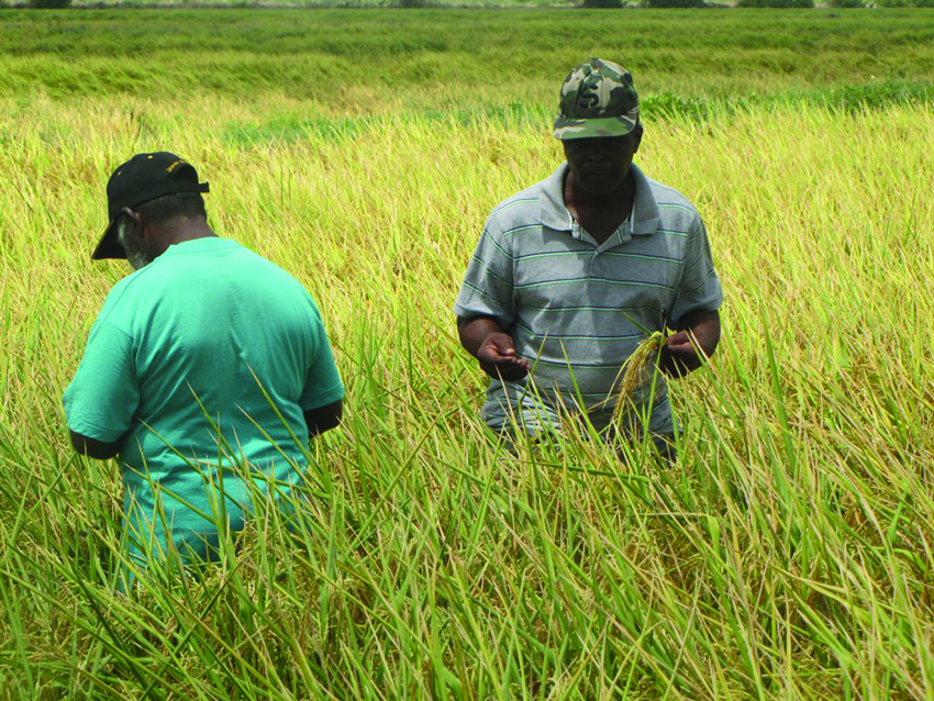 Social ills abound as rice industry challenges in Wakenaam continue ...