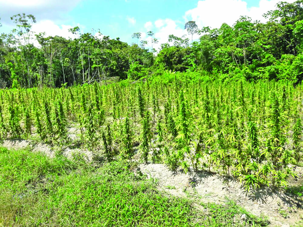 Police destroys ganja farms - Guyana Times