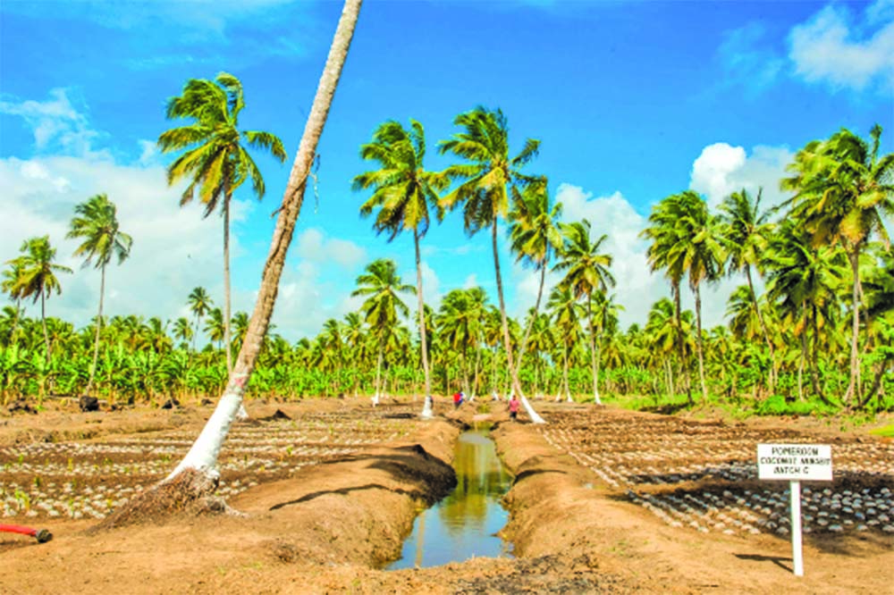 Coconut Sector To See Production Increase Guyana Times 6939