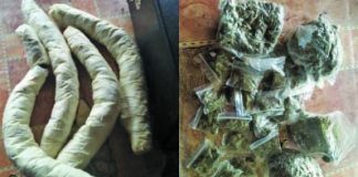 The compressed cannabis unearthed by Police