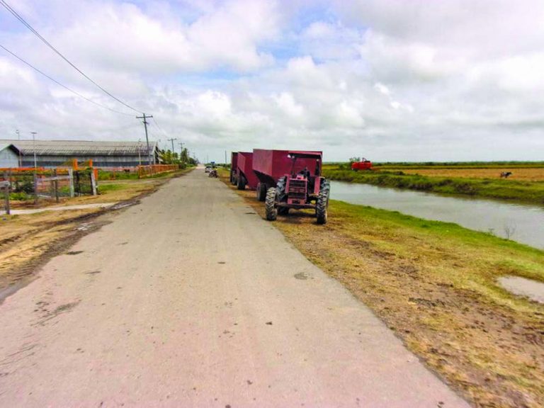 Bumper crop for Black Bush farmers as cash crop farmers receive low pay