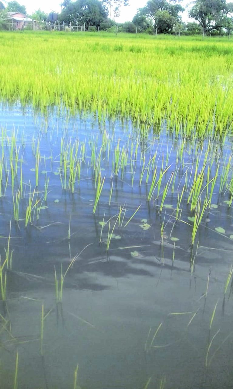 Hundreds of acres of rice infested with bugs - Guyana Times