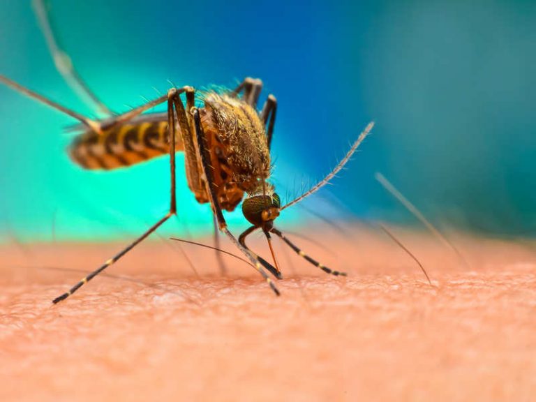 CARPHA urges Region to prepare for possible dengue outbreak - Guyana Times