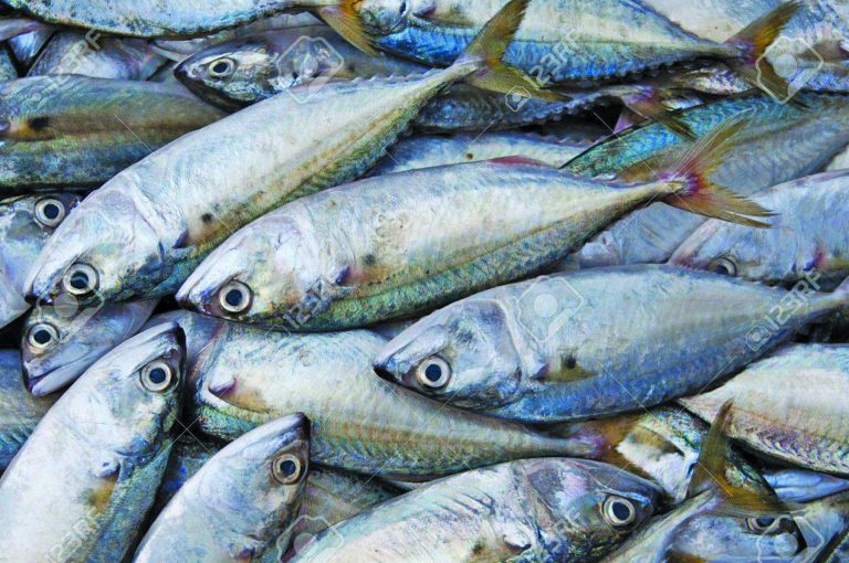 Seafood processing plant to be commissioned next month Guyana Times