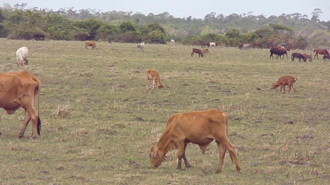 Berbice cattle farmers left in cold with nowhere to put livestock