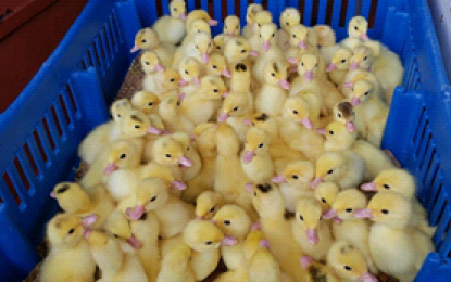 1400 ducklings imported from US for breeding – GLDA - Guyana Times