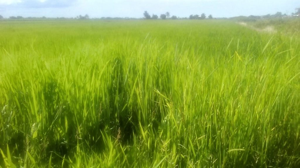 Paddy bug ravaging Essequibo Coast rice fields again - Guyana Times