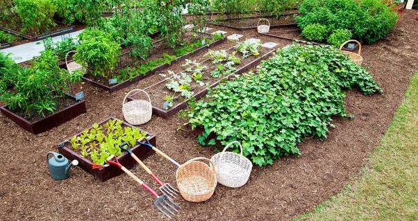 Guyanese urged to start kitchen gardens to ensure food security