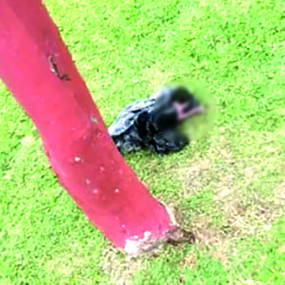 Baby Found In Bag At Nandy Park Still An Unsolved Mystery - Guyana Times