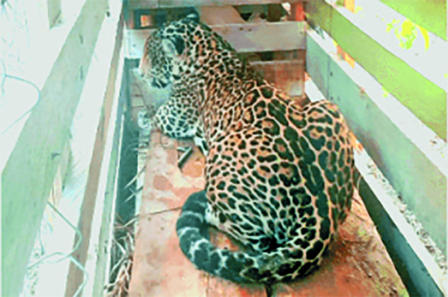 GTA, THAG receive int’l funding to tackle wildlife trafficking - Guyana