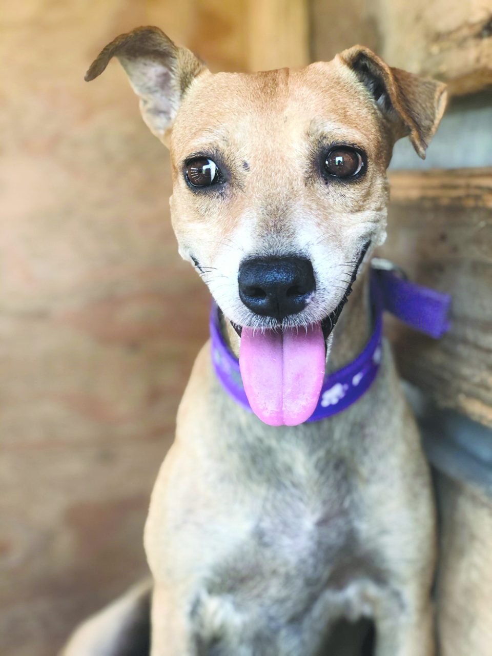 Pet Care Cookup & the common breed dog Guyana Times