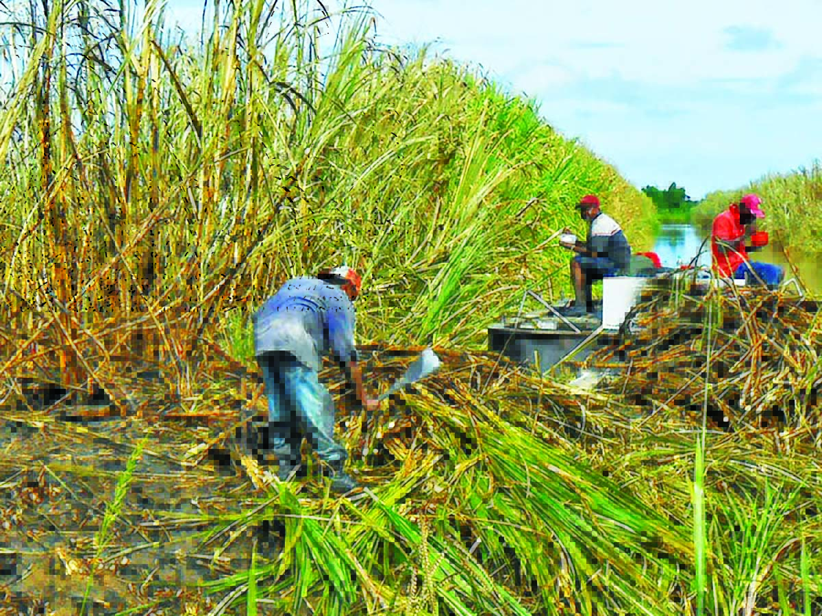 GuySuCo rehires almost 700 sugar workers Guyana Times