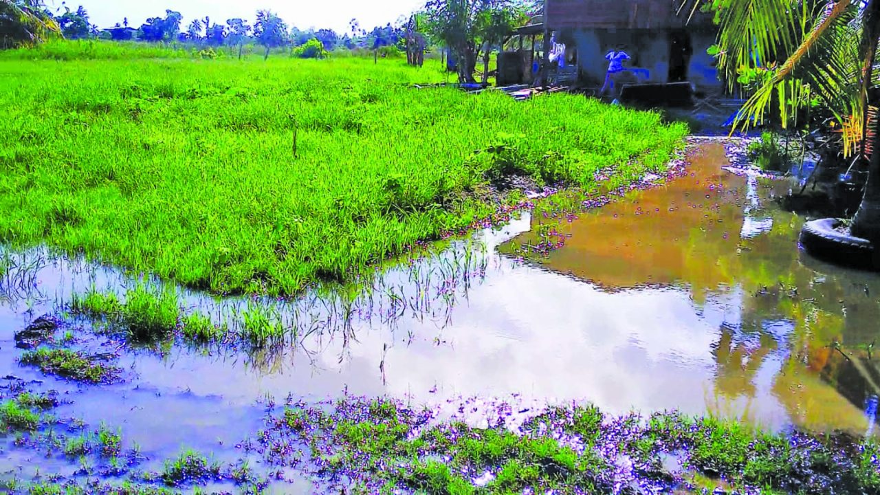 Black Bush Polder Flooding Being Assessed - Guyana Times