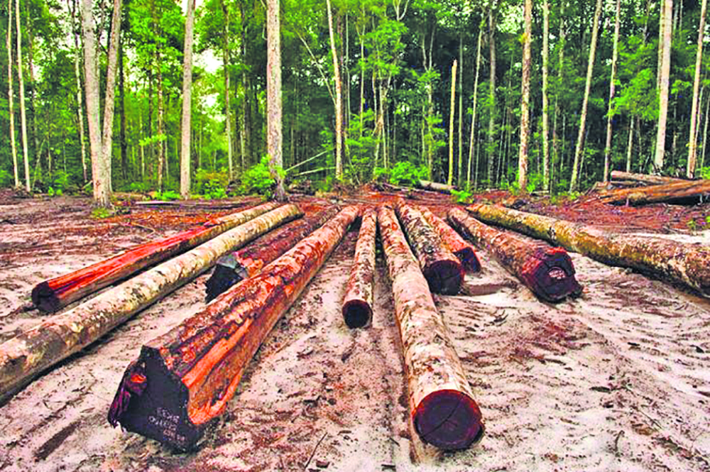 Continued illegal logging is a detriment that has affected the natural reso...