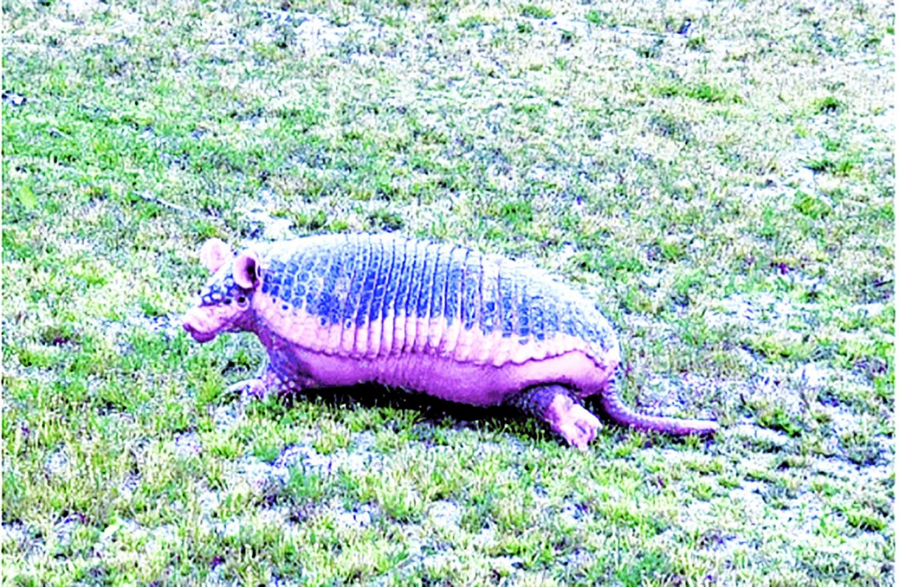 Local animal sanctuary gives giant armadillo a 2nd chance Guyana Times
