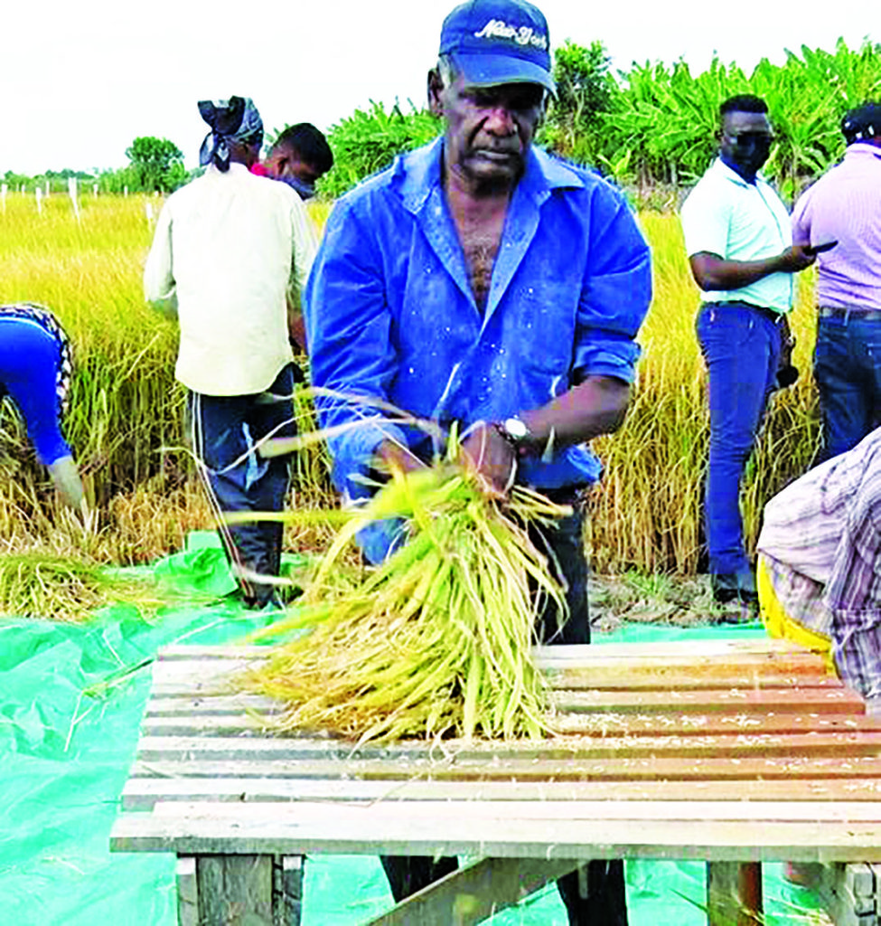 Zinc-fortified rice will have great demand on local, regional markets ...