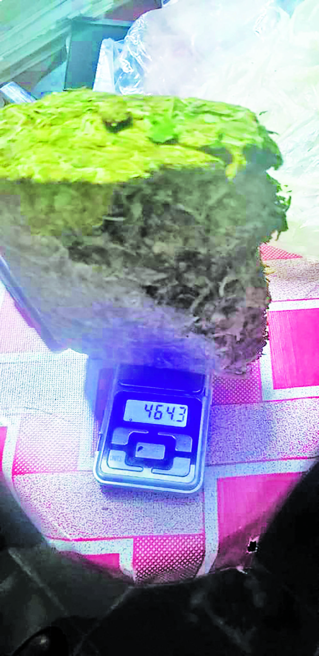 Essequibo Coast Woman Nabbed With Ganja In Bedroom Guyana Times