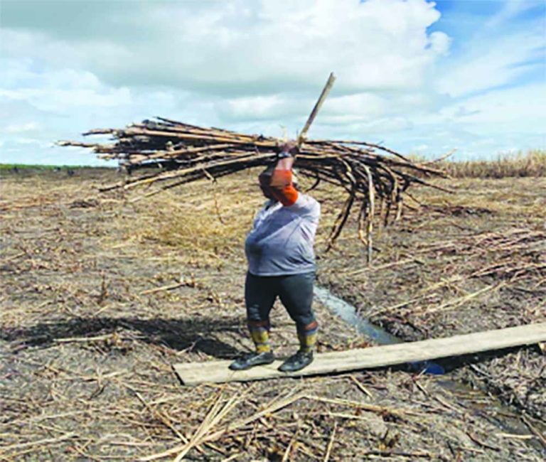 Blairmont Estate produces 72 tonnes sugar as 2nd crop production commences Guyana Times