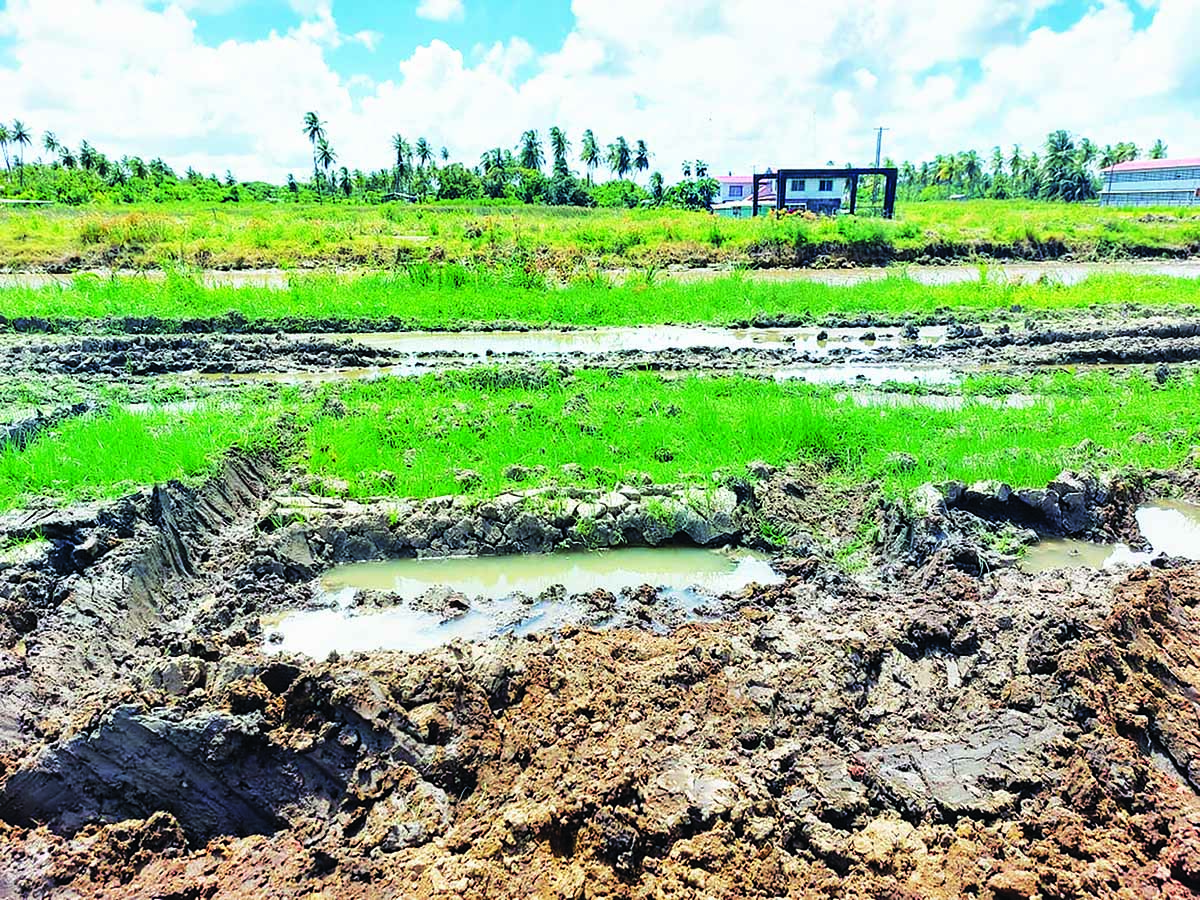 Rice production low this crop – Region 6 Chairman - Guyana Times