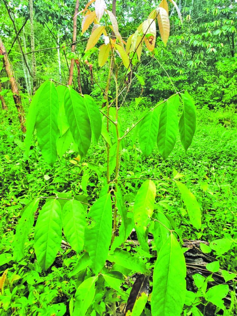 Muritaro resident Loretta Fiedtkou replanting crabwood trees - Guyana Times